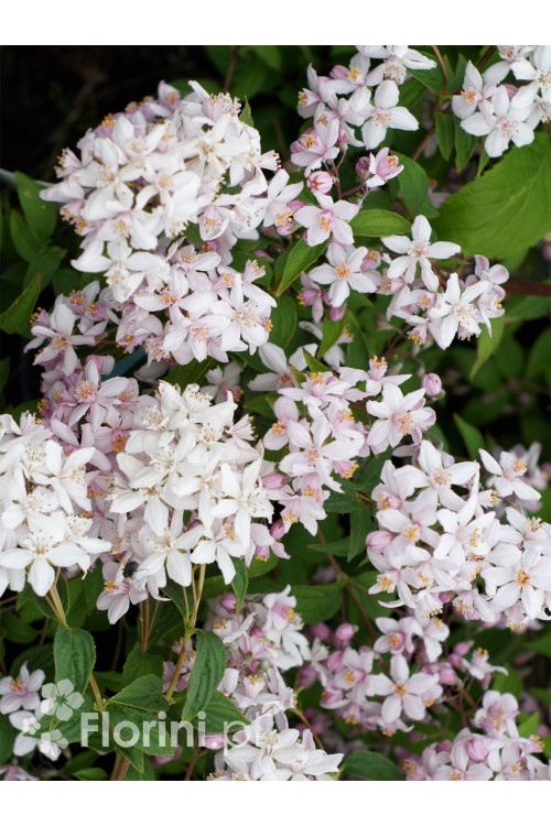 Żylistek mieszańcowy 'Mont Rose' | Deutzia hybrida