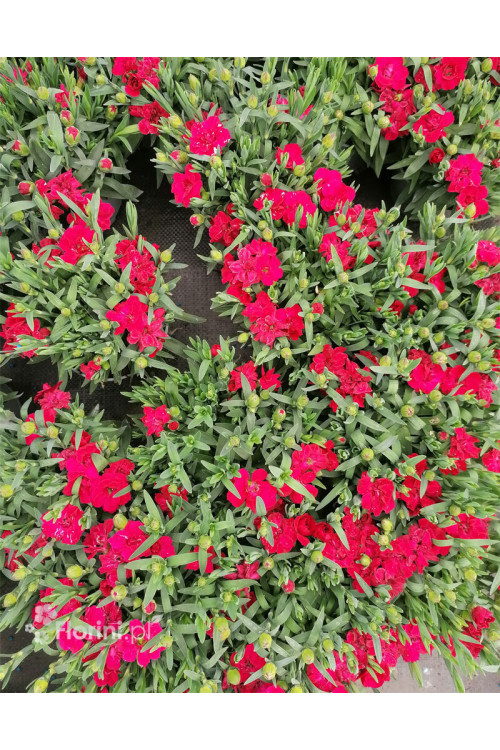 Goździk ogrodowy 'Cherry' Dianthus caryophyllus