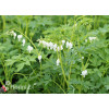 Serduszka okazała 'Alba' | Dicentra spectabilis