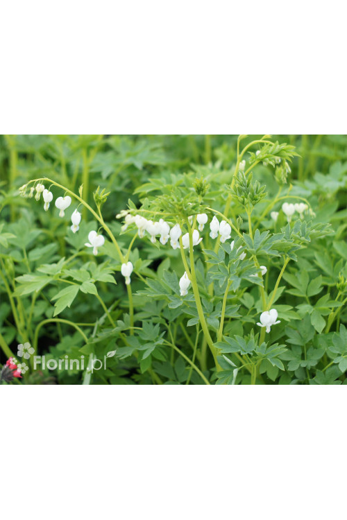 Serduszka okazała 'Alba' | Dicentra spectabilis