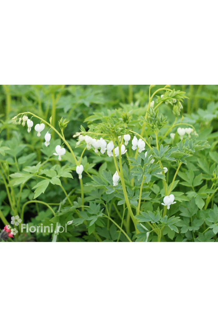 Serduszka okazała 'Alba' | Dicentra spectabilis