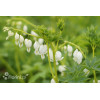 Serduszka okazała 'Alba' | Dicentra spectabilis