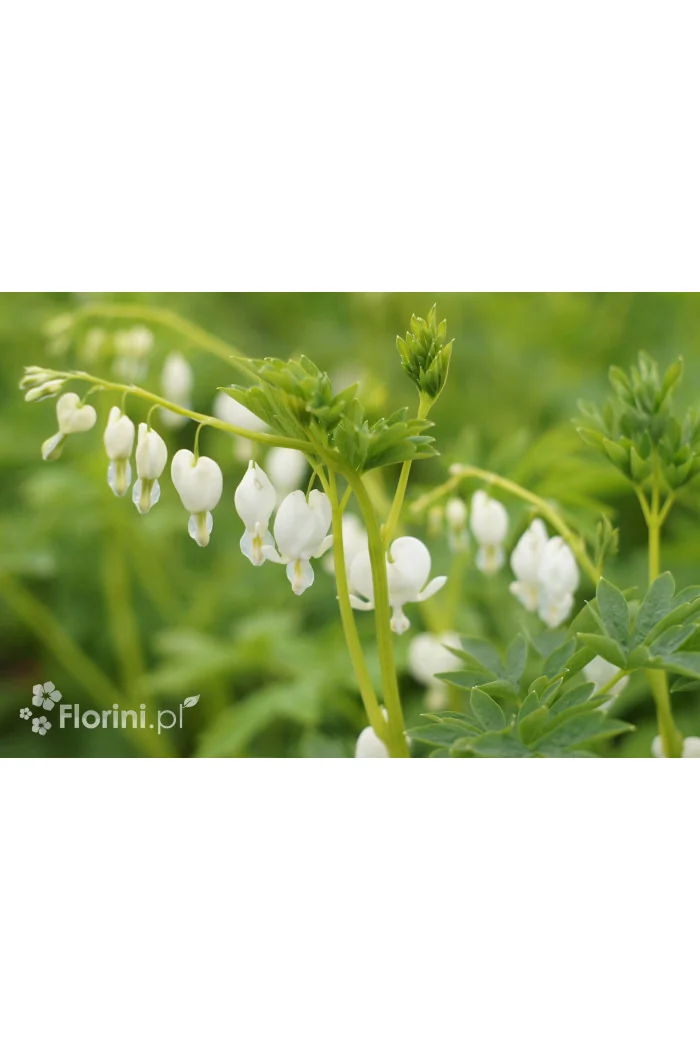 Serduszka okazała 'Alba' | Dicentra spectabilis