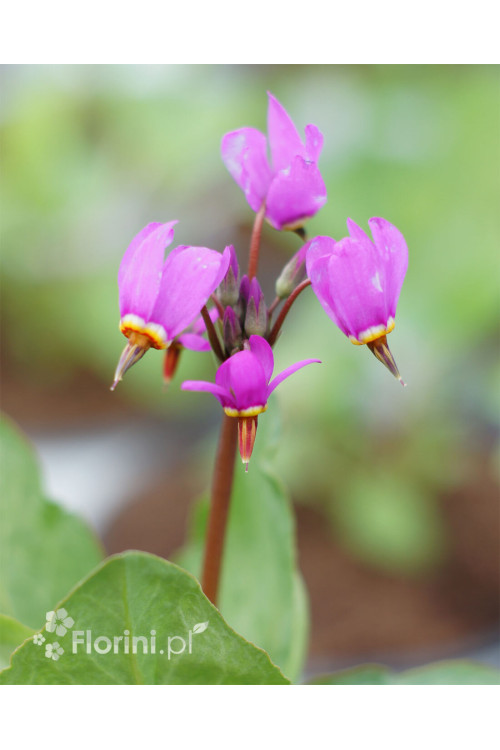 Bożykwiat Meada 'Rote Farbe' | Dodecatheon meadia