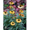 Jeżówka 'Prima Ginger' | Echinacea