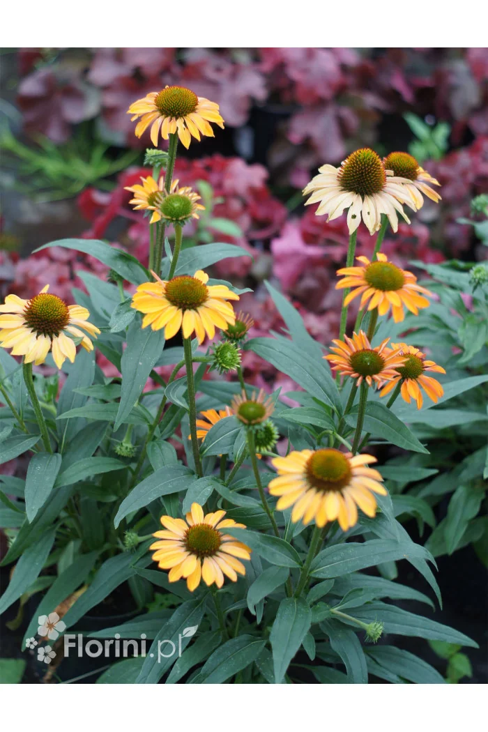 Jeżówka 'Prima Ginger' | Echinacea