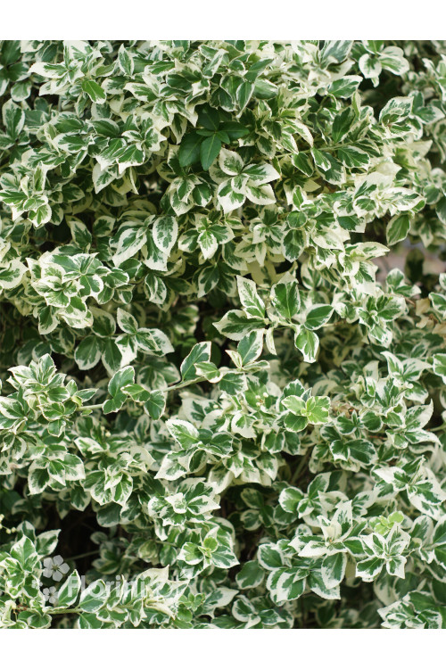 trzmielina, Euonymus