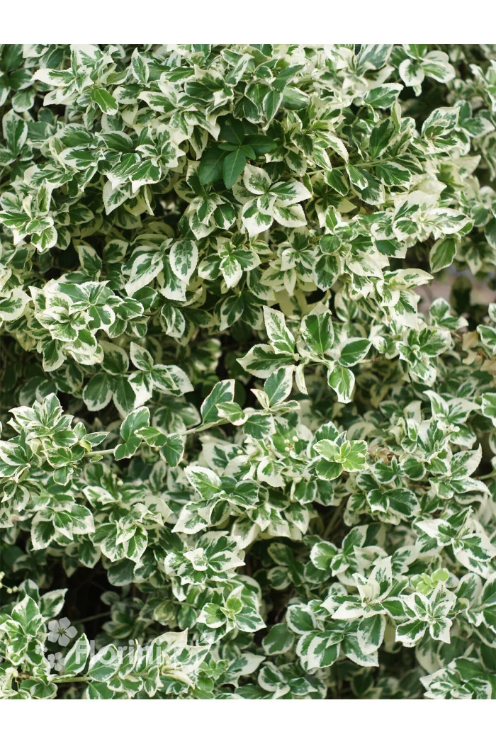 trzmielina, Euonymus