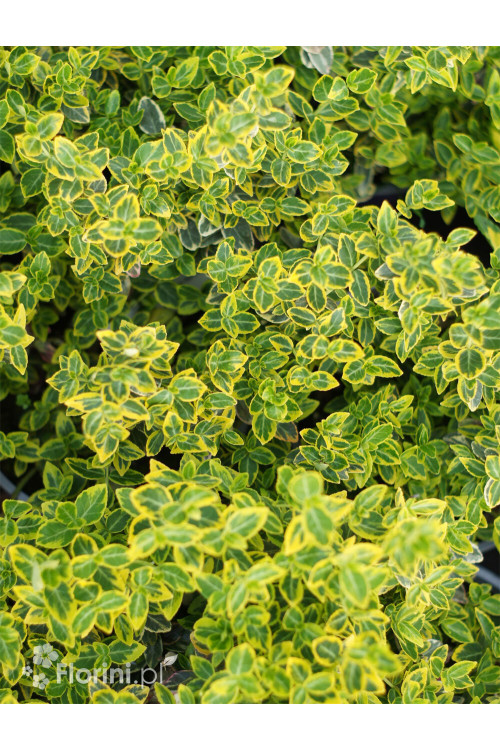 trzmielina, Euonymus