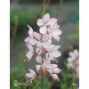 Gaura 'Rosy Jane' | Gaura