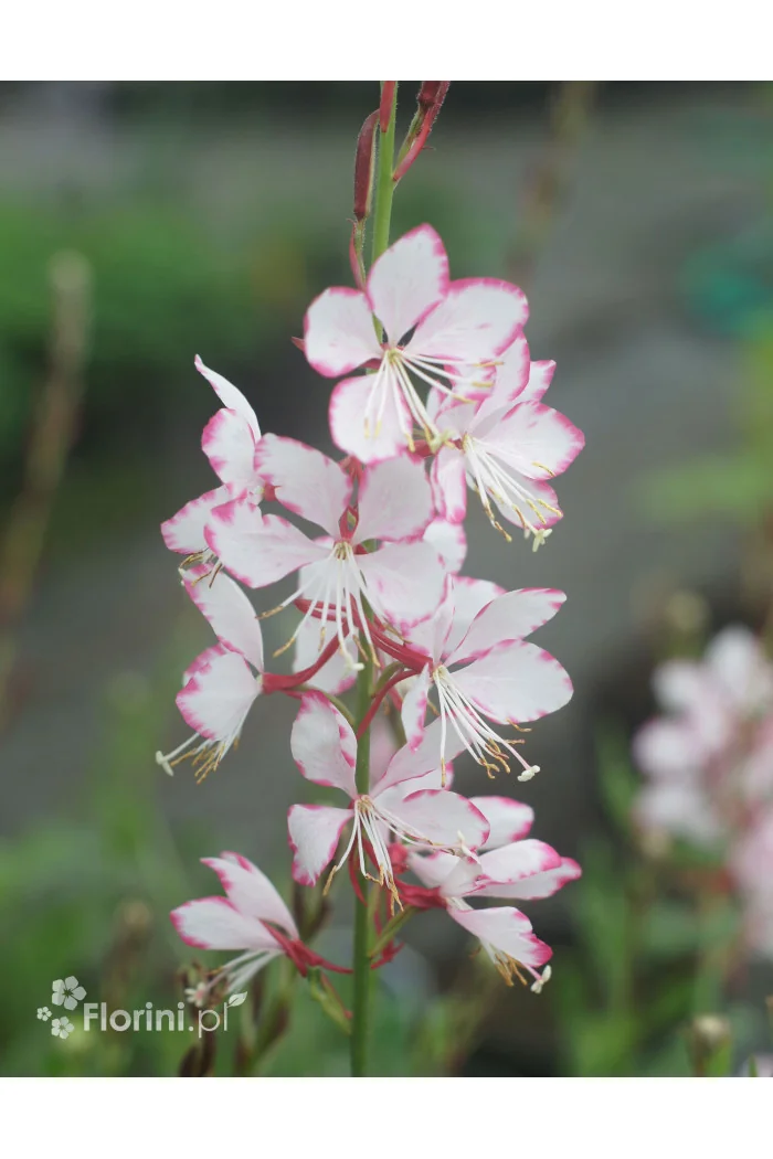 Gaura 'Rosy Jane' | Gaura