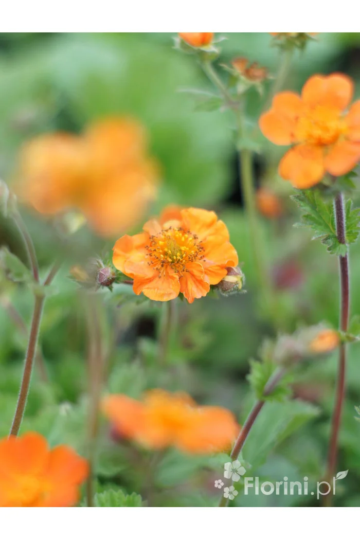 Kuklik szkarłatny 'Borisii Strain' | Geum coccineum