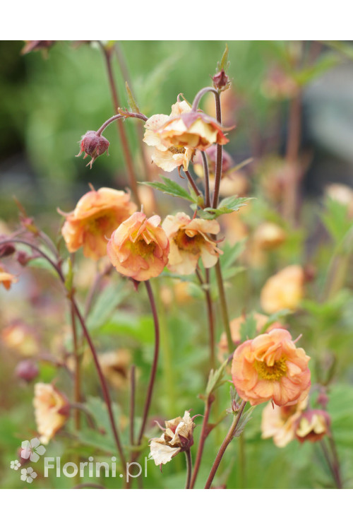 Kuklik 'Mai Tai ®' | Geum