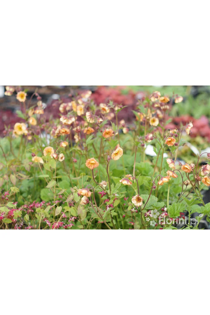 Kuklik 'Mai Tai ®' | Geum