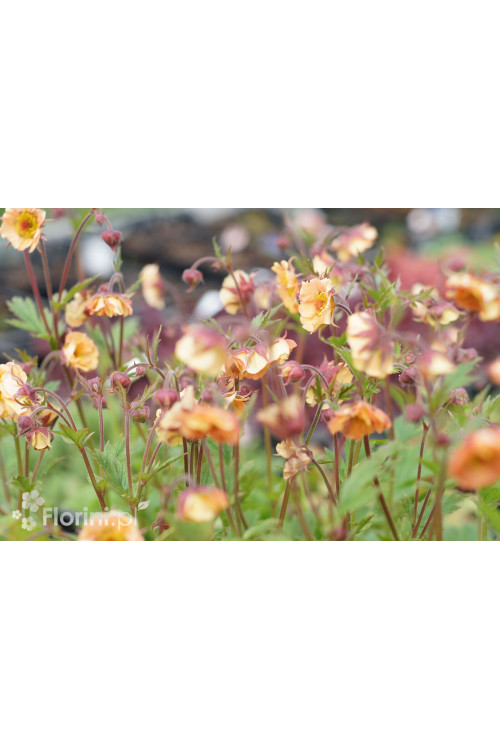 Kuklik 'Mai Tai ®' | Geum