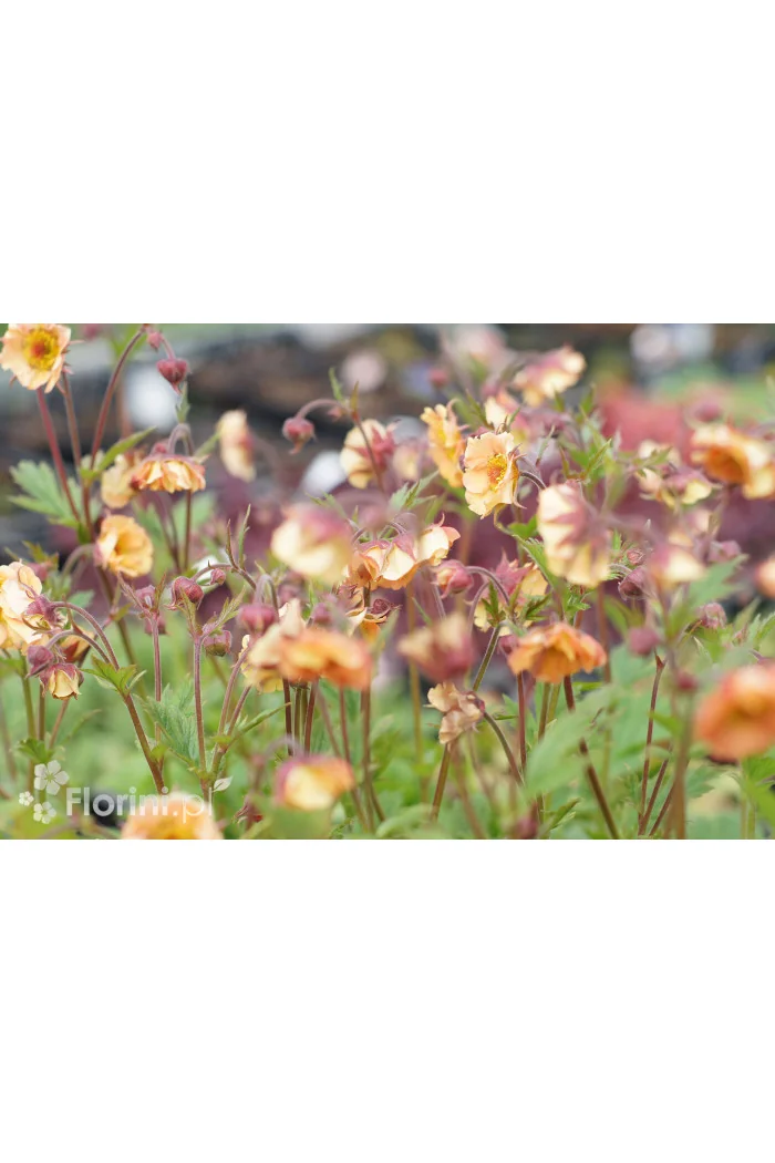 Kuklik 'Mai Tai ®' | Geum