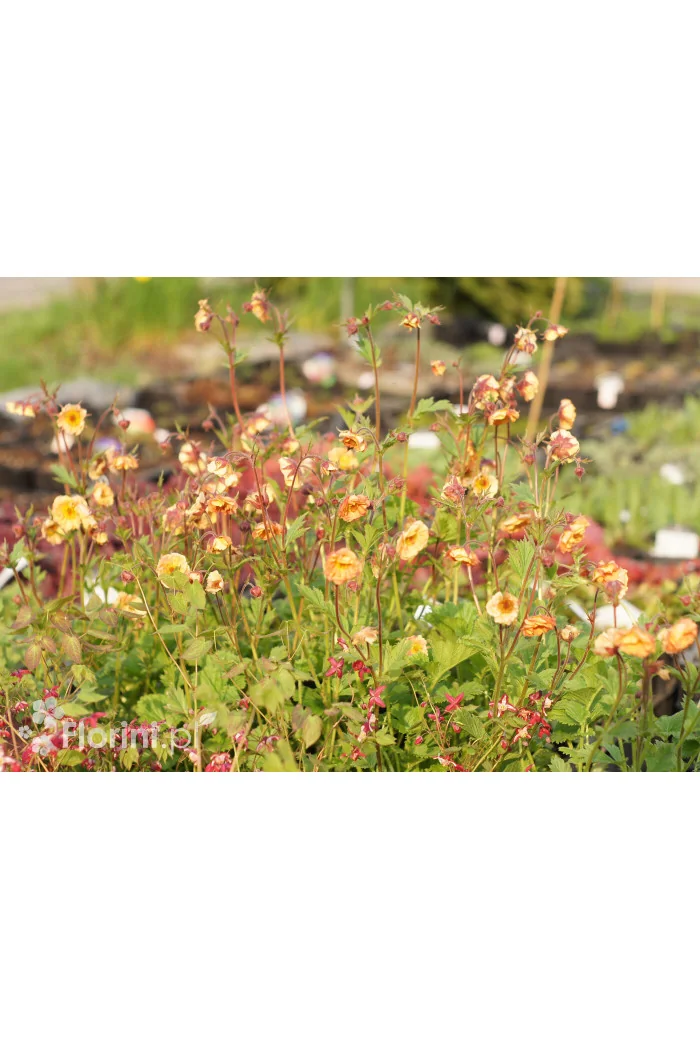 Kuklik 'Mai Tai ®' | Geum