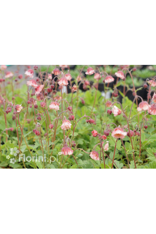 Kuklik zwisły 'Pink Fluffy' Geum rivale