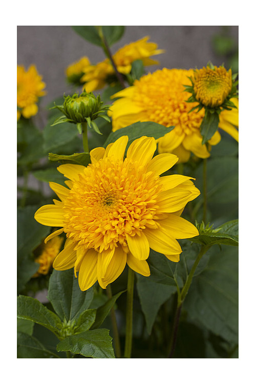 Słoneczniczek 'Double Whammy' Helianthus