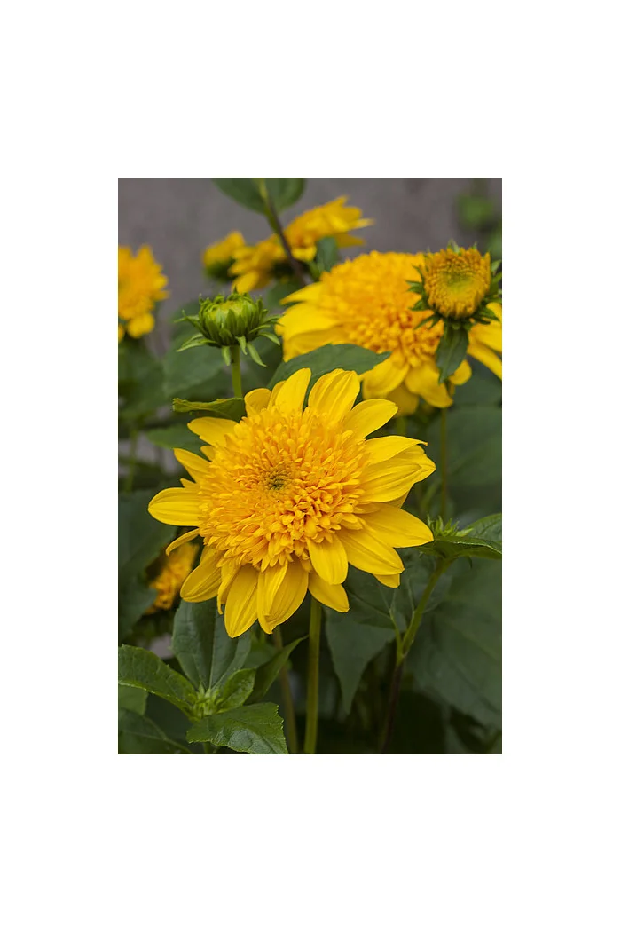 Słoneczniczek 'Double Whammy' Helianthus