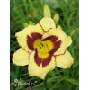 Liliowiec 'El Desperado' | Hemerocallis