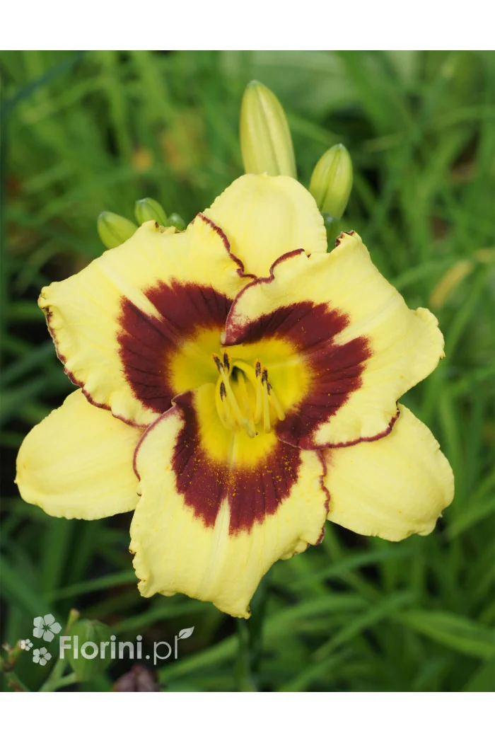 Liliowiec 'El Desperado' | Hemerocallis