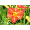 Liliowiec 'Red Rum' | Hemerocallis