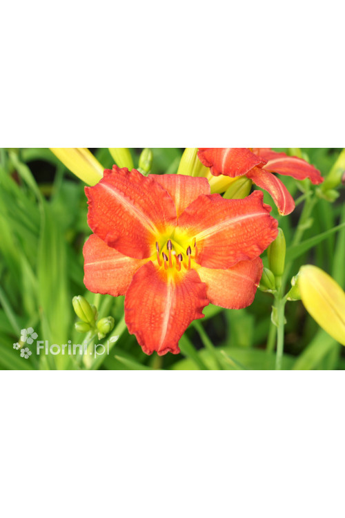 Liliowiec 'Red Rum' | Hemerocallis