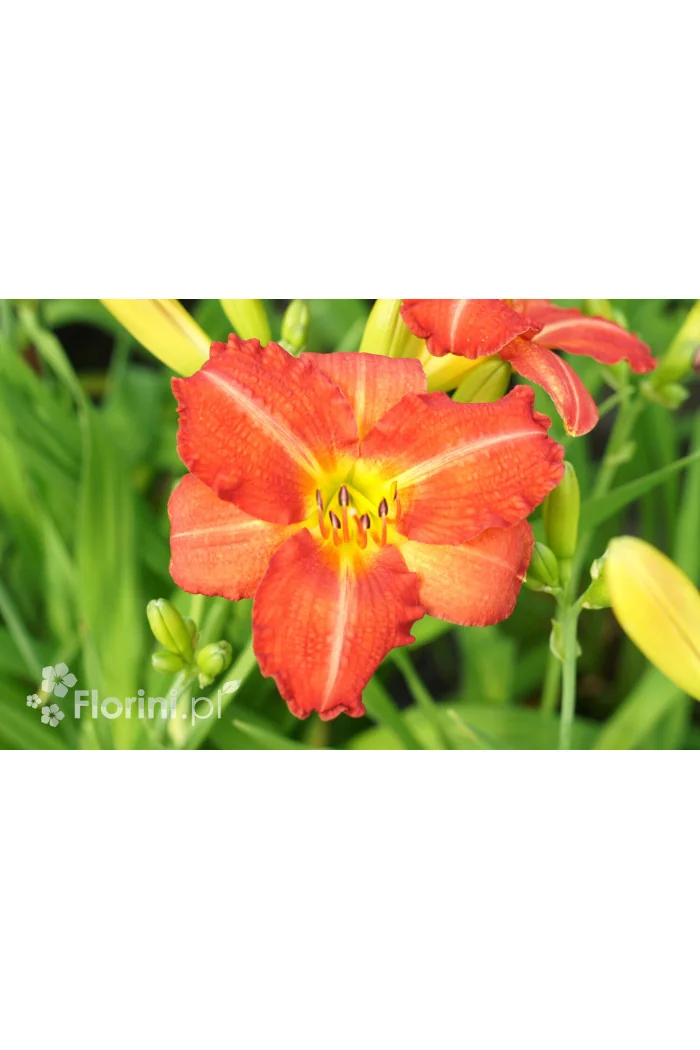 Liliowiec 'Red Rum' | Hemerocallis