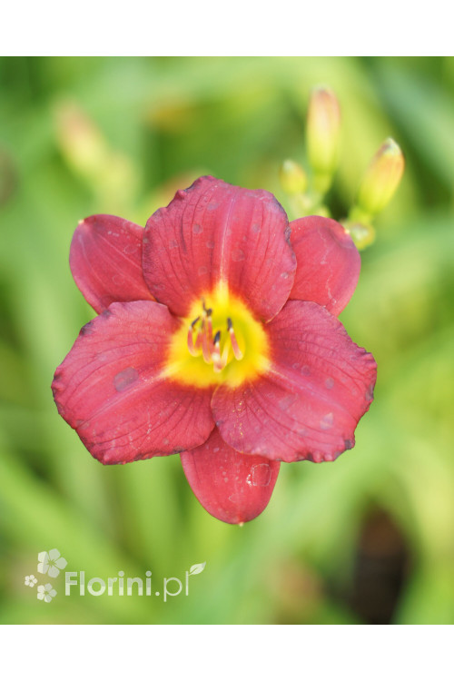 Liliowiec Pardon Me, Hemerocallis