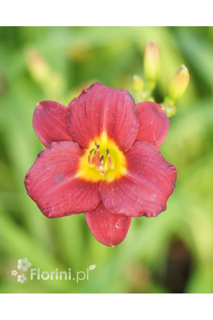 Liliowiec Pardon Me, Hemerocallis
