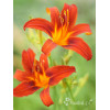 Liliowiec 'Sammy Russel' | Hemerocallis