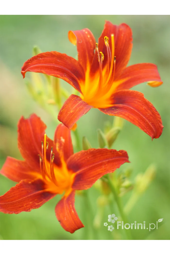 Liliowiec 'Sammy Russel' | Hemerocallis