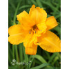 Liliowiec 'Three Tears' | Hemerocallis