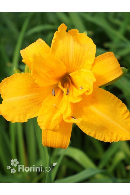 Liliowiec 'Three Tears' | Hemerocallis