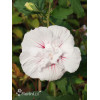 Ketmia syryjska 'China Chiffon' | Hibiscus syriacus