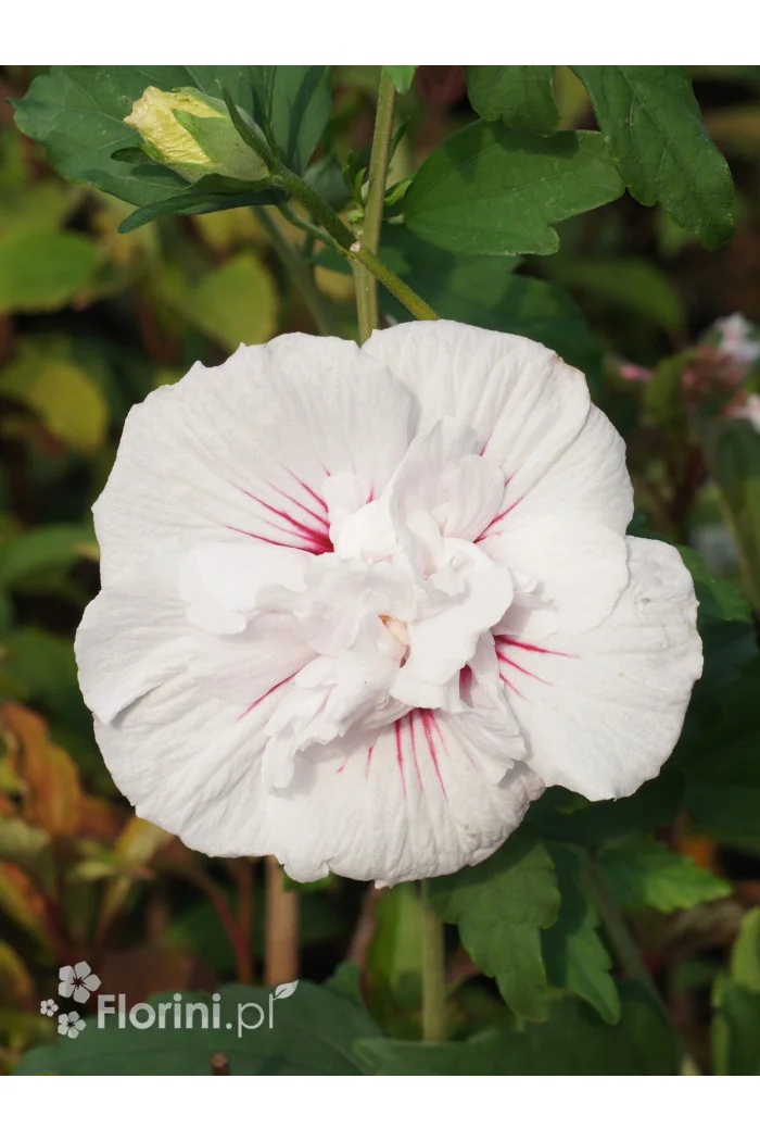 Ketmia syryjska 'China Chiffon' | Hibiscus syriacus