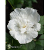 Ketmia syryjska 'White Chiffon' | Hibiscus syriacus
