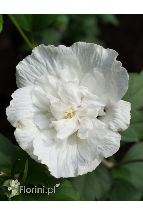 Ketmia syryjska 'White Chiffon' | Hibiscus syriacus