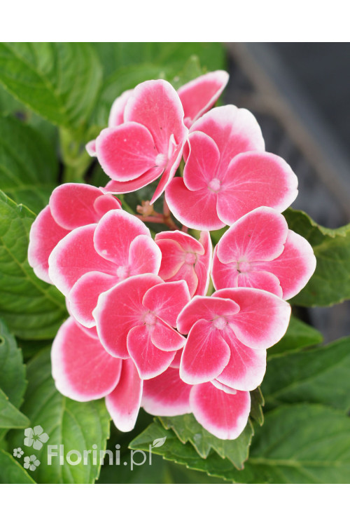 Hortensja ogrodowa 'Tivoli Rot' Hydrangea macrophylla