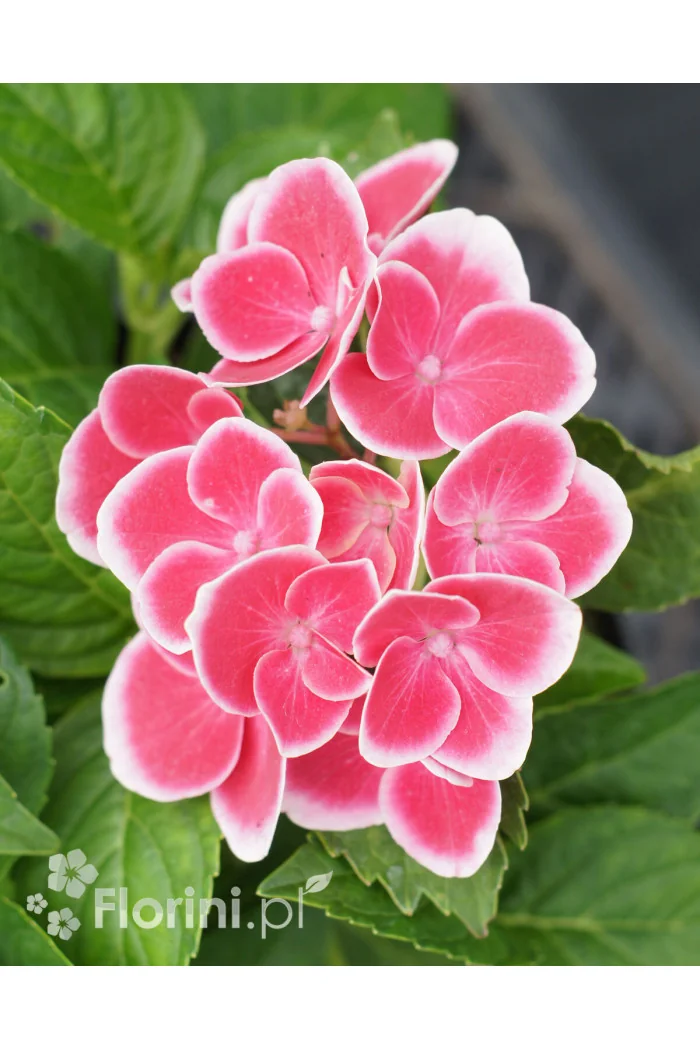Hortensja ogrodowa 'Tivoli Rot' Hydrangea macrophylla