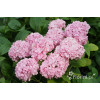 Hortensja ogrodowa 'Bouquet Rose' | Hydrangea macrophylla