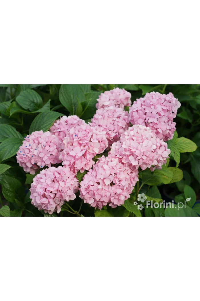 Hortensja ogrodowa 'Bouquet Rose' | Hydrangea macrophylla