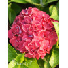 Hortensja ogrodowa 'Royal Red' | Hydrangea macrophylla