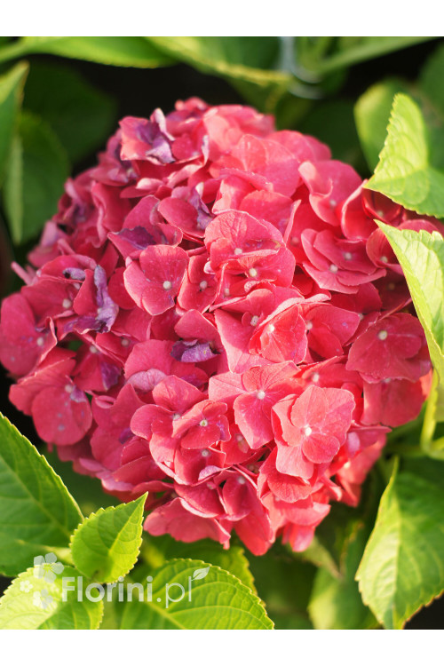 Hortensja ogrodowa 'Royal Red' | Hydrangea macrophylla