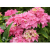 Hortensja ogrodowa 'Tovelit' Hydrangea macrophylla
