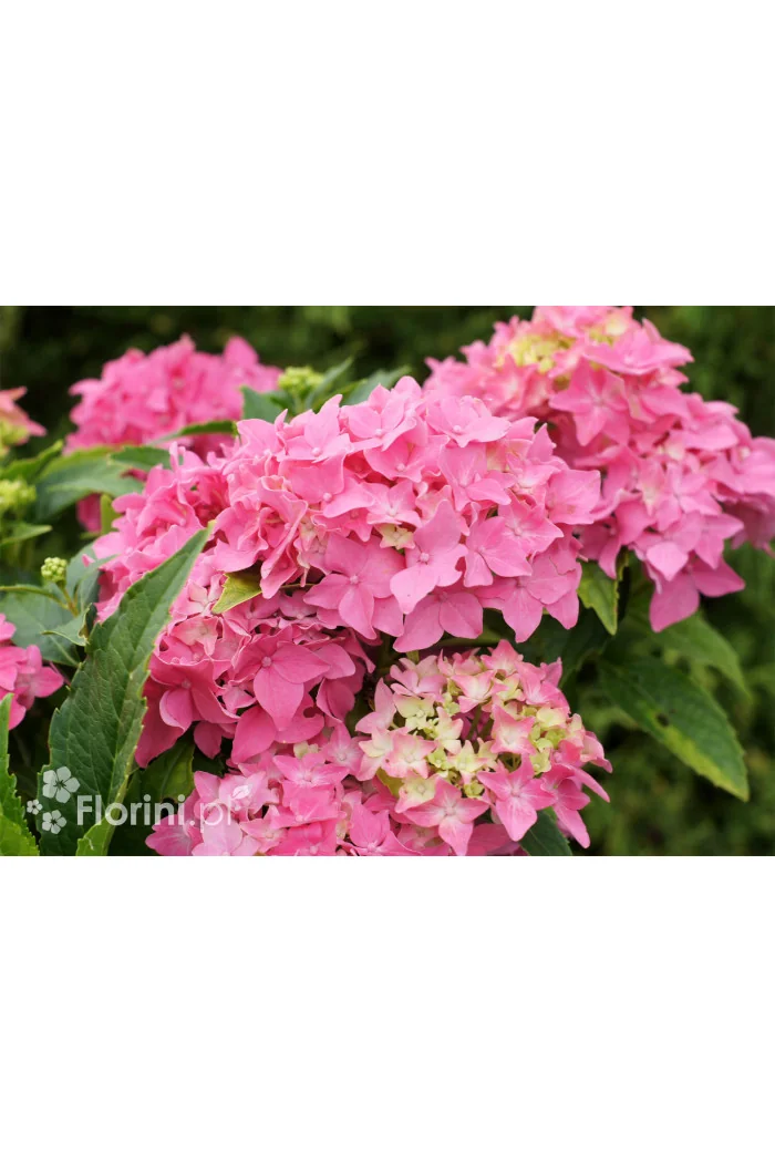 Hortensja ogrodowa 'Tovelit' Hydrangea macrophylla