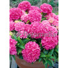Hortensja ogrodowa 'Tovelit' Hydrangea macrophylla