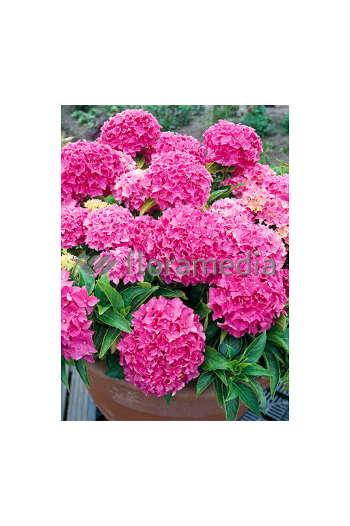 Hortensja ogrodowa 'Tovelit' Hydrangea macrophylla