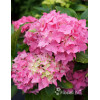 Hortensja ogrodowa 'Tovelit' Hydrangea macrophylla